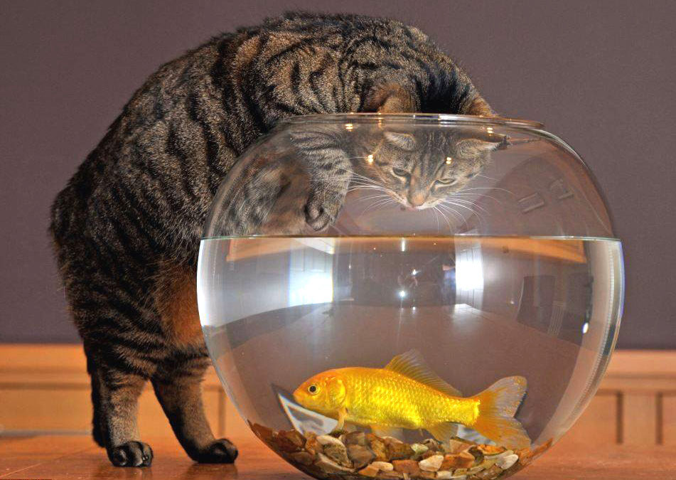 BIM-сказки кот и золотая рыбка